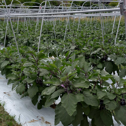 お試し５つ！【冷蔵配送・送料込み】訳あり・泉州水なす5個とピクルスの素２パックセット【他商品同梱不可】