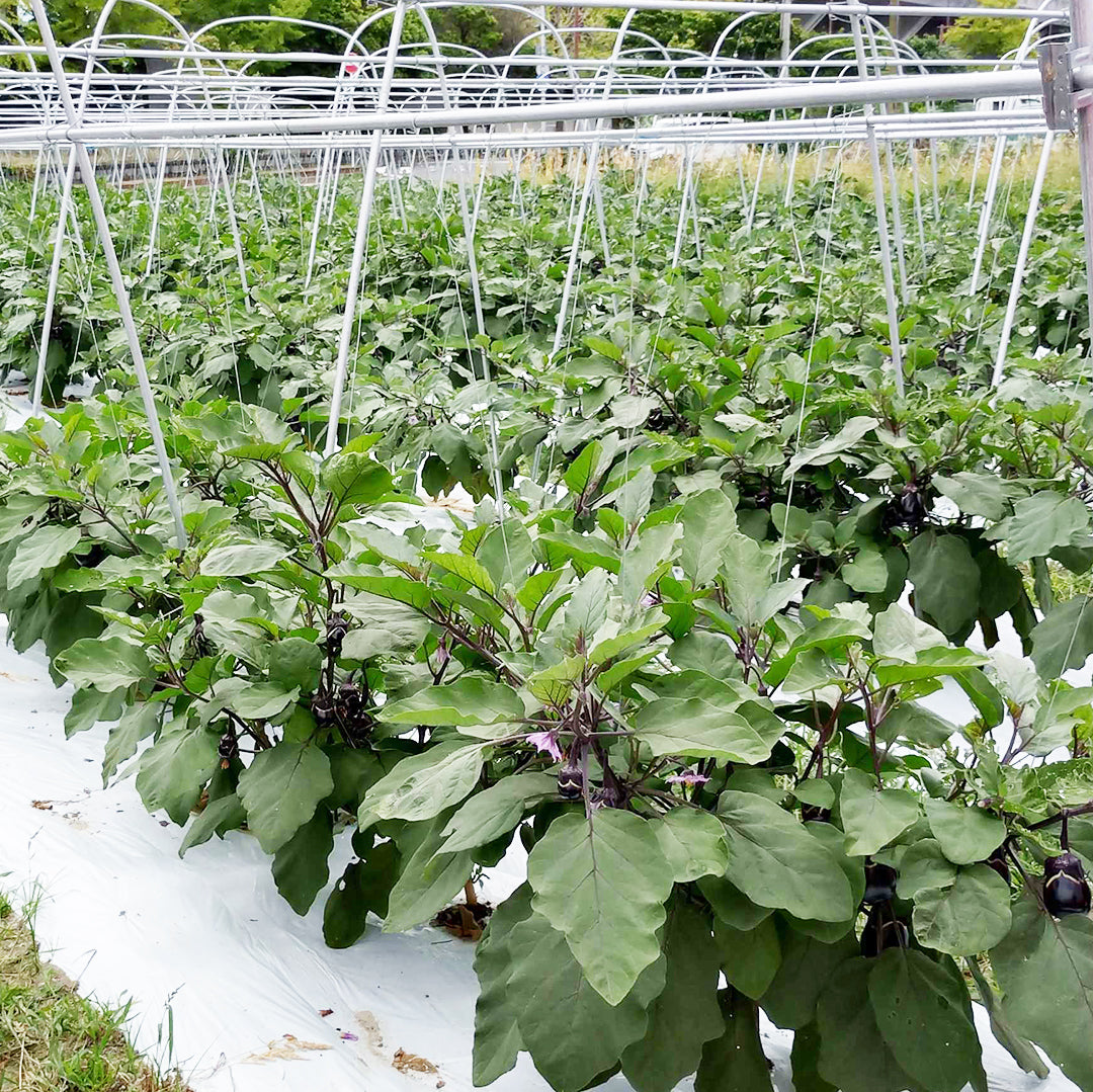【冷蔵配送・送料込み】訳あり・泉州水なす10個とピクルスの素５パックセット【他商品同梱不可】